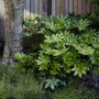 Vingerplant struik in de tuin
